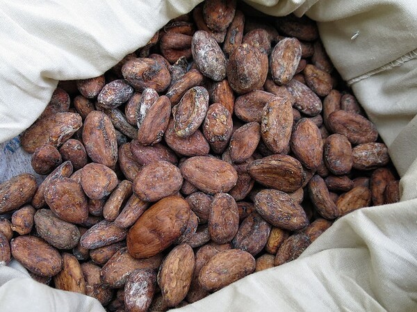 코코아 빈 / 사진=위키미디어 커먼스