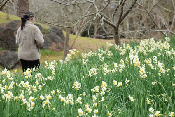최근 이어진 한파로 개화가 늦어진 수선화가 지난 10일 오전 제주시 한림읍 한림공원에 피어 오가는 이의 눈길을 끌고 있다. /사진=연합뉴스