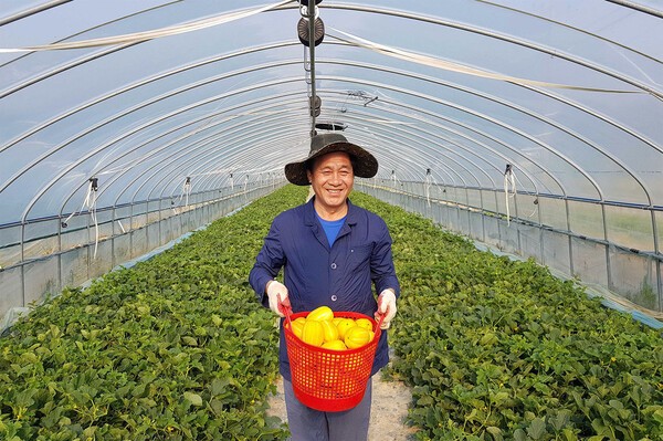 수확한 참외를 들고 웃고 있는 성주 월향농협 강도수 조합장