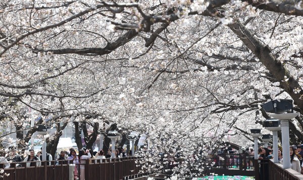 지난달  30일 경남 창원시 진해구 여좌천 일대에 벚꽃이 펴있다./사진=연합뉴스