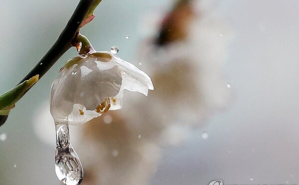 서울 종로구 운현궁에 매화가 핀 가운데 봄비가 내리고 있다.  / 사진=연합뉴스