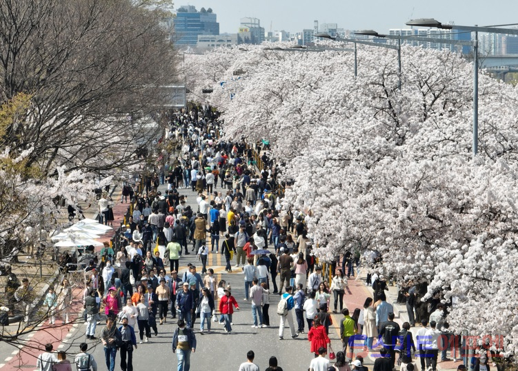 서울 여의서로가 벚꽃 구경을 나온 시민들로 붐비고 있다. / 사진=연합뉴스
