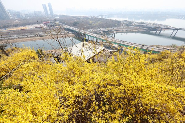 서울 성동구 응봉산에 개나리가 피어있다. /사진=연합뉴스