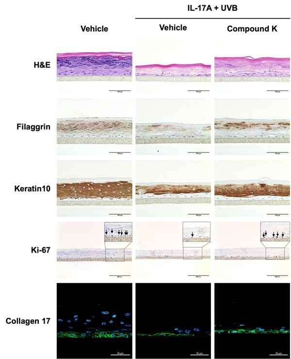 진세노믹스 피부 저속 노화 효능 발표 관련 이미지. / 사진=아모레퍼시픽