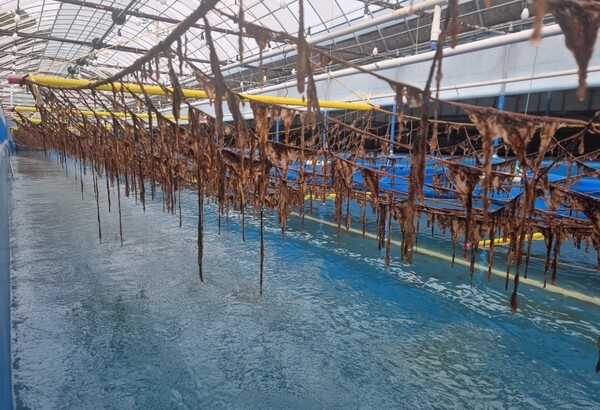 대상㈜이 김 육상양식을 위해 전남 고흥군에 조성했던 1차 시범 양식장 전경