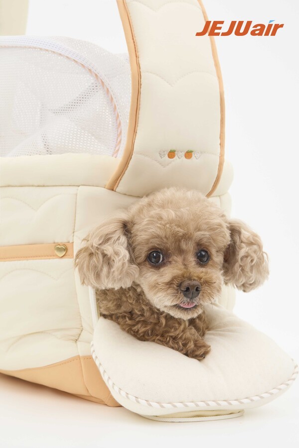 제주항공이 펫팸족 수요를 겨냥해 반려동물 운송 서비스를 확대한다고 4일 밝혔다. /사진=제주항공