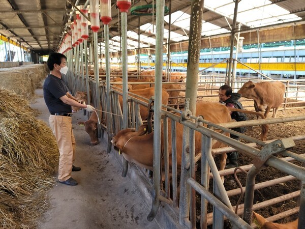 장흥한우 농가.            /사진=장흥군