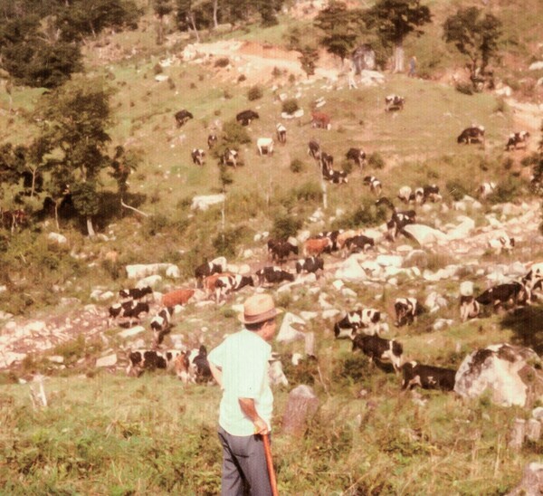 전중윤은 대관령 삼양목장을 반드시 실현해야 할 소명이라 여겼다. 1978년 9월, 방목된 소들을 바라보고 있다. /사진=삼양식품