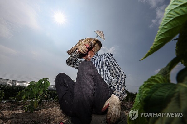 8일 경북 고령군 다산면에서 한 농민이 잡초를 뽑다가 땀을 닦고 있다. /사진=연합뉴스