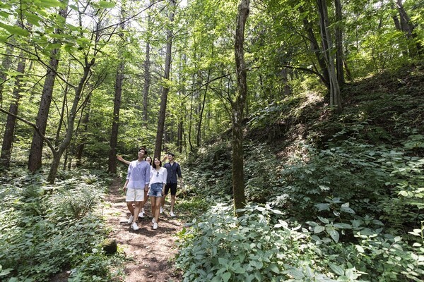 태기산 둘레길 숲 체험 /사진=휘닉스 호텔앤드리조트