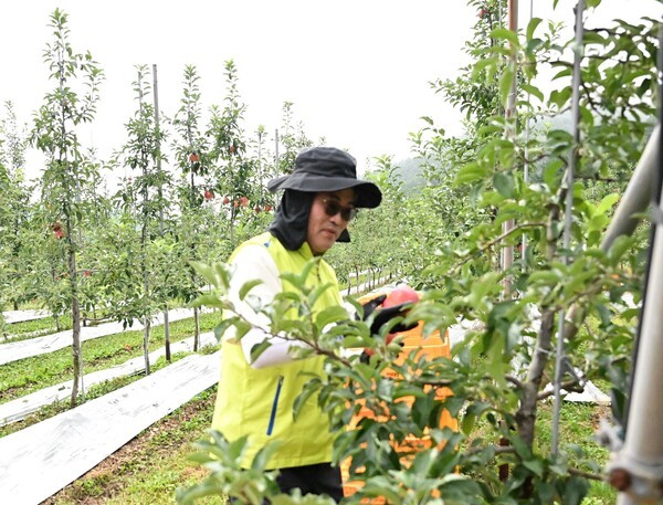 NH농협손해보험이 지난 16일 강원 화천군 소재 사과 농가를 찾아 수확철 일손 돕기를 실시했다. 유지영 부사장이 사과 잎 따기 작업을 하고 있다. /사진=NH농협손해보험