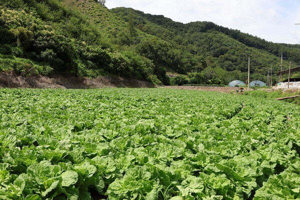 충북 괴산군에 위치한 CJ제일제당 '그린로즈' 시범 재배지 /사진=CJ제일제당