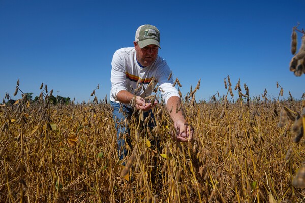 대두를 살펴보고 있는 농부.                          /사진=연합뉴스