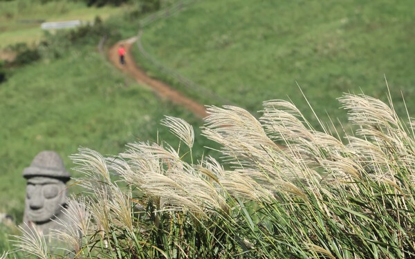 제주 새별오름 억새 /사진=연합