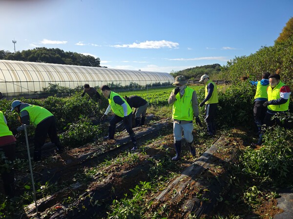 지난 16일 농협은행 리스크관리부문 임직원들이 인천 검단지역 농가를 찾아 수확 후 농가재정비를 통한 일손돕기를 실시하고 있다. /사진=NH농협은행