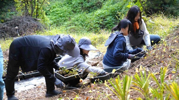안랩 임직원들이 멸종위기식물 ‘섬시호’를 식재하고 있다. /사진=안랩