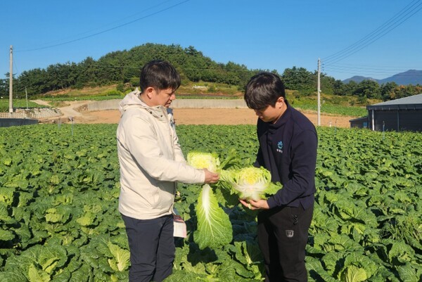 대아청과 관계자들이 지난 29일 전남 해남 배추 산지를 방문해 김장철 배추 작황을 점검하고 있다./사진=호반그룹 