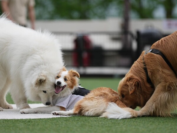 켄싱턴리조트 충주 부총지배견 '케니'의 펫 프렌들리 케어 서비스 대표 이미지./사진=이랜드파크 